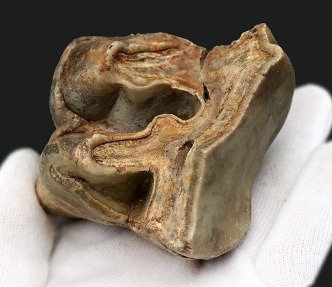 スーパーレア!1995年のツーソンショーから約30年を経て再び一般公開に!中新世の絶滅長鼻目デイノテリウム(Deinotherium bavaricum)の臼歯化石。オールドコレクション(その2)