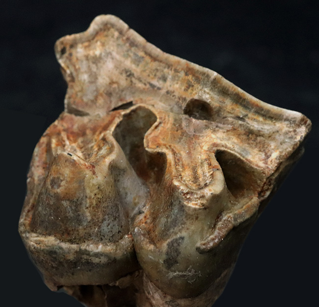 スーパーレア！１９９５年のツーソンショーから約３０年を経て再び一般公開に！中新世の絶滅長鼻目デイノテリウム（Deinotherium bavaricum）の臼歯化石。オールドコレクション（その3）