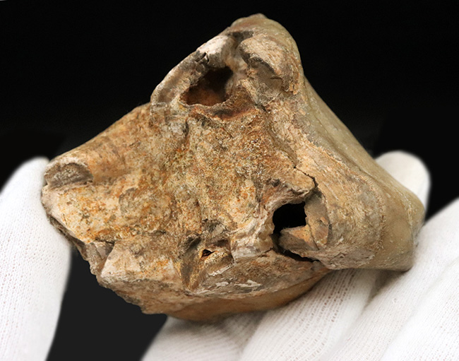スーパーレア!1995年のツーソンショーから約30年を経て再び一般公開に!中新世の絶滅長鼻目デイノテリウム(Deinotherium bavaricum)の臼歯化石。オールドコレクション(その5)