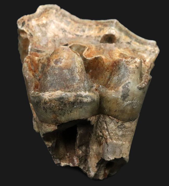 スーパーレア！１９９５年のツーソンショーから約３０年を経て再び一般公開に！中新世の絶滅長鼻目デイノテリウム（Deinotherium bavaricum）の臼歯化石。オールドコレクション（その6）