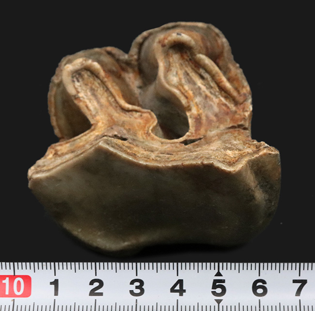 スーパーレア！１９９５年のツーソンショーから約３０年を経て再び一般公開に！中新世の絶滅長鼻目デイノテリウム（Deinotherium bavaricum）の臼歯化石。オールドコレクション（その7）
