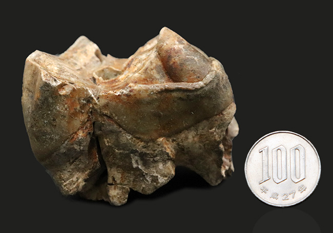 スーパーレア！１９９５年のツーソンショーから約３０年を経て再び一般公開に！中新世の絶滅長鼻目デイノテリウム（Deinotherium bavaricum）の臼歯化石。オールドコレクション（その8）