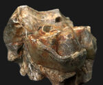 スーパーレア！１９９５年のツーソンショーから約３０年を経て再び一般公開に！中新世の絶滅長鼻目デイノテリウム（Deinotherium bavaricum）の臼歯化石。オールドコレクション