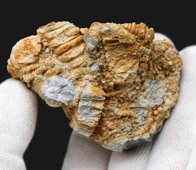 国産マニアックシリーズ！国内化石名産地の一つ、岐阜県金生山産のウミユリの部分化石（その2）