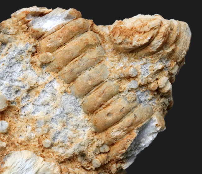 国産マニアックシリーズ！国内化石名産地の一つ、岐阜県金生山産のウミユリの部分化石（その3）