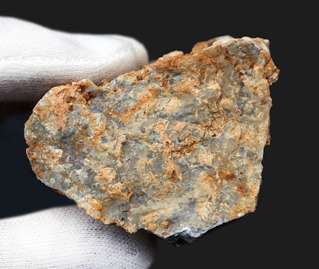 国産マニアックシリーズ！国内化石名産地の一つ、岐阜県金生山産のウミユリの部分化石（その4）