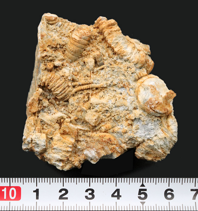 国産マニアックシリーズ！国内化石名産地の一つ、岐阜県金生山産のウミユリの部分化石（その5）