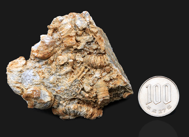 国産マニアックシリーズ！国内化石名産地の一つ、岐阜県金生山産のウミユリの部分化石（その6）