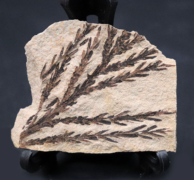 チャンスプライス！輪郭が明瞭なセコイアデンドロン（Sequoiadendron）の葉の化石。（その1）