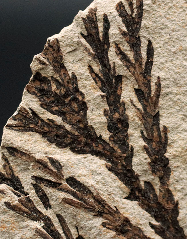 チャンスプライス!輪郭が明瞭なセコイアデンドロン(Sequoiadendron)の葉の化石。(その2)