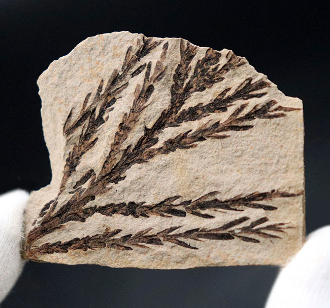 チャンスプライス!輪郭が明瞭なセコイアデンドロン(Sequoiadendron)の葉の化石。(その3)