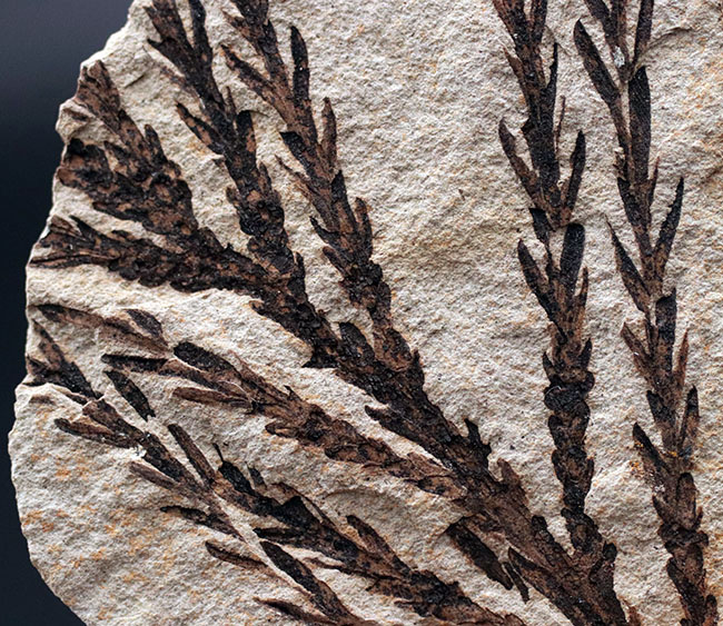 チャンスプライス!輪郭が明瞭なセコイアデンドロン(Sequoiadendron)の葉の化石。(その4)