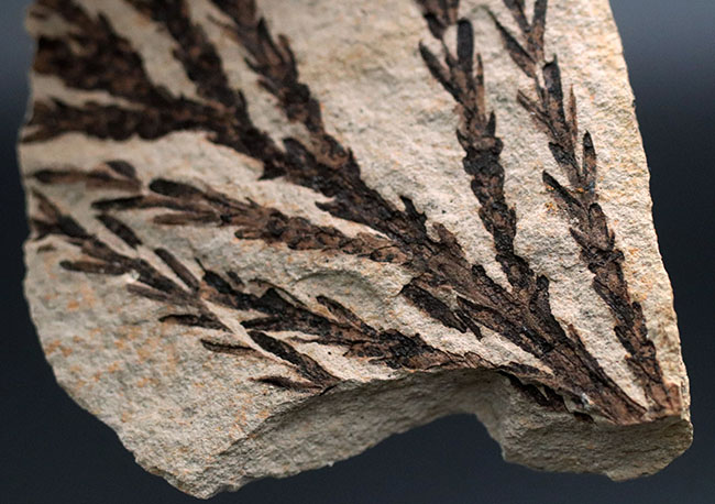 チャンスプライス!輪郭が明瞭なセコイアデンドロン(Sequoiadendron)の葉の化石。(その5)