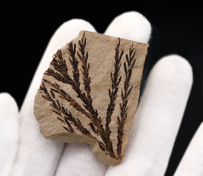 チャンスプライス!輪郭が明瞭なセコイアデンドロン(Sequoiadendron)の葉の化石。(その6)