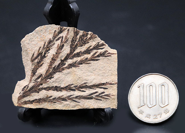 チャンスプライス!輪郭が明瞭なセコイアデンドロン(Sequoiadendron)の葉の化石。(その9)