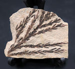 チャンスプライス！輪郭が明瞭なセコイアデンドロン（Sequoiadendron）の葉の化石。