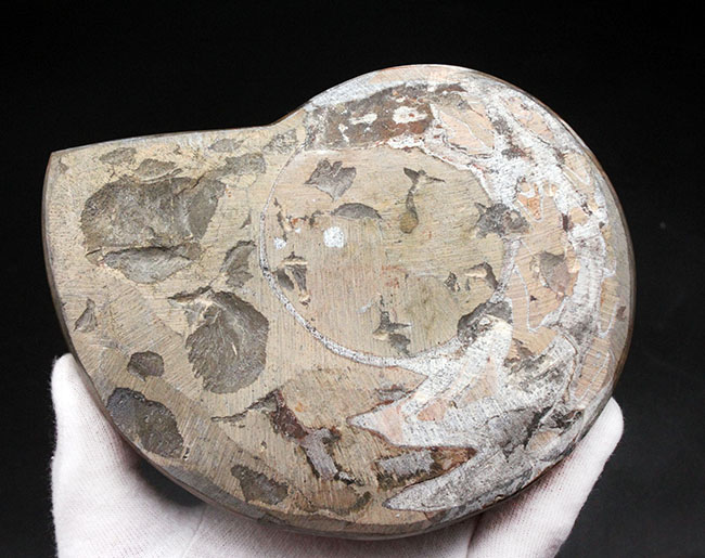古生代デボン紀の頭足類の代表格、ゴニアタイト（Goniatite）の良質化石（その9）