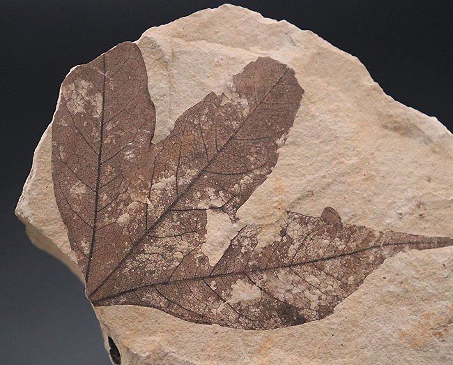 極めて上質、見事な三股の形、カエデ科の植物の葉の化石。石川県珠洲市産。（その1）