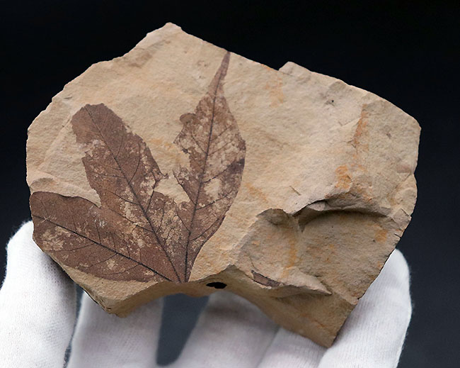 極めて上質、見事な三股の形、カエデ科の植物の葉の化石。石川県珠洲市産。（その3）
