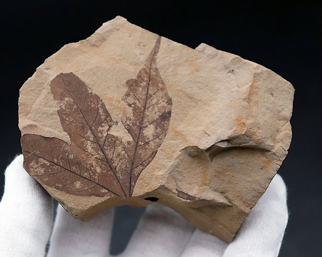 極めて上質、見事な三股の形、カエデ科の植物の葉の化石。石川県珠洲市産。(その3)