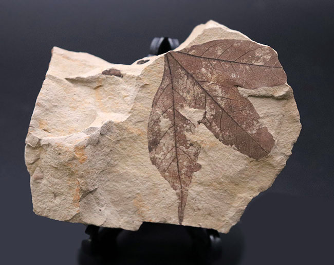 極めて上質、見事な三股の形、カエデ科の植物の葉の化石。石川県珠洲市産。（その4）