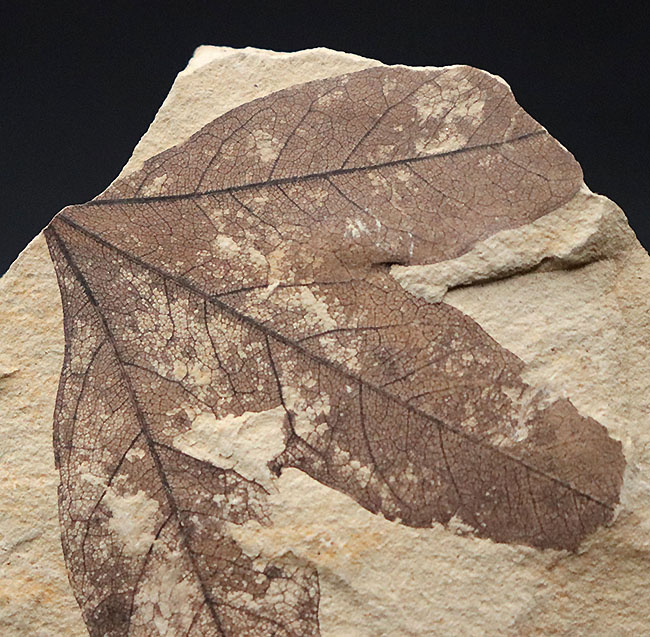 極めて上質、見事な三股の形、カエデ科の植物の葉の化石。石川県珠洲市産。（その5）