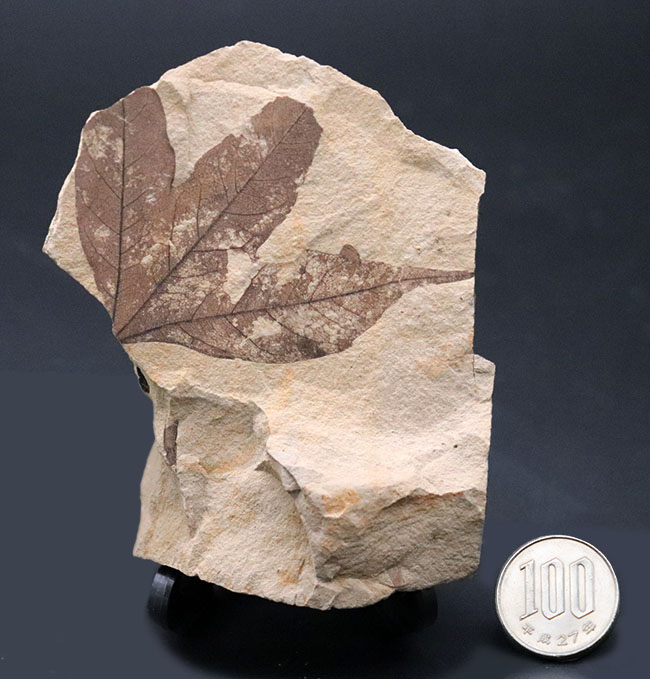 極めて上質、見事な三股の形、カエデ科の植物の葉の化石。石川県珠洲市産。（その8）