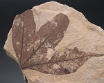 極めて上質、見事な三股の形、カエデ科の植物の葉の化石。石川県珠洲市産。