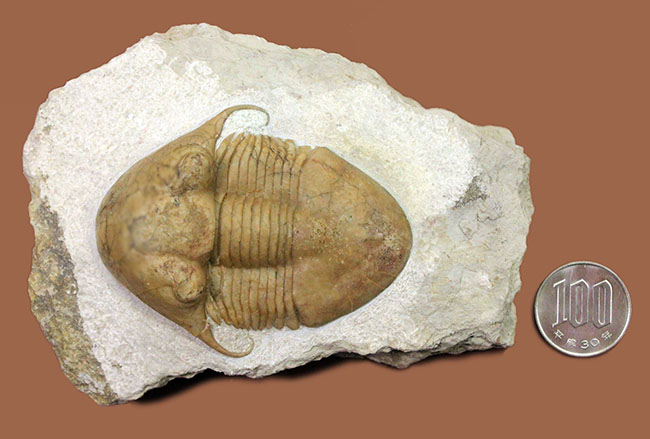 三葉虫の化石 希少 イラエヌス スウェーデン産 本物保証 希少な