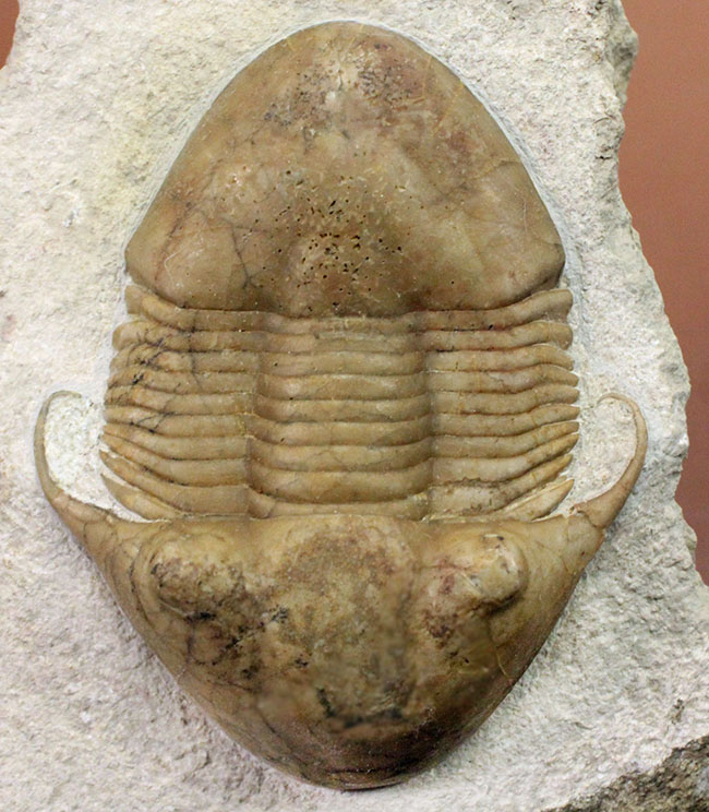 三葉虫の化石 希少 イラエヌス スウェーデン産 本物保証 三葉虫の化石 希少 イラエヌス スウェーデン産 本物保証 三葉虫の化石