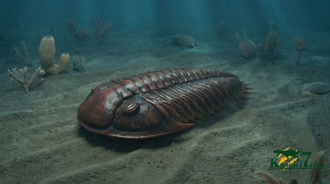 レア！中国雲南省産、オルドビス紀の三葉虫ニングランギア・ユンナネンシス （Ninglangia yunnanensis）（その9）