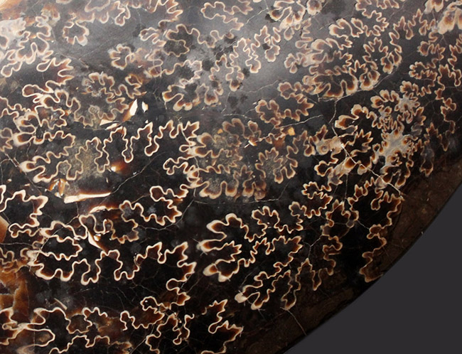 出た、ダコタ産のプラセンチセラス！凄まじい縫合線模様！29センチに