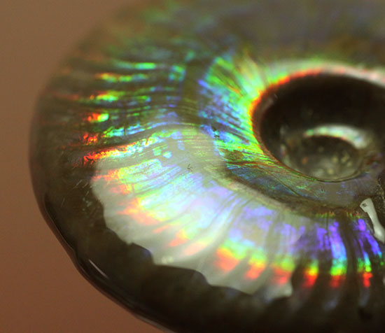 まごうことなき一級のイリデッセンス(iridescence)を呈する七色のマダガスカル産遊色アンモナイト(その1)