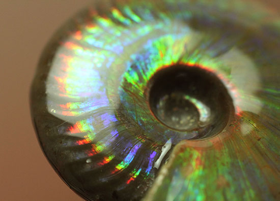 まごうことなき一級のイリデッセンス(iridescence)を呈する七色のマダガスカル産遊色アンモナイト(その11)