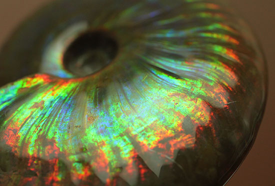 まごうことなき一級のイリデッセンス(iridescence)を呈する七色のマダガスカル産遊色アンモナイト(その12)