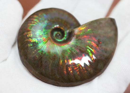 まごうことなき一級のイリデッセンス(iridescence)を呈する七色のマダガスカル産遊色アンモナイト(その13)