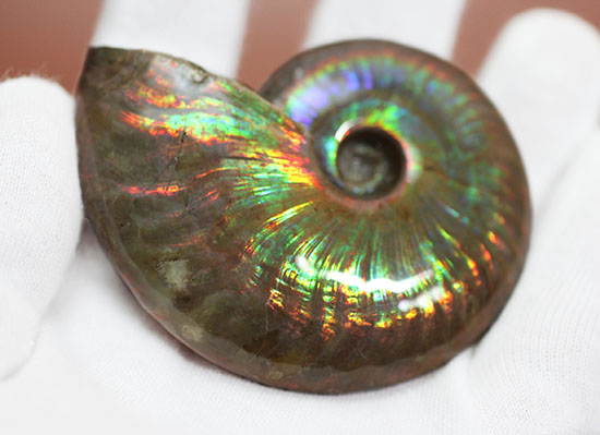 まごうことなき一級のイリデッセンス(iridescence)を呈する七色のマダガスカル産遊色アンモナイト(その14)