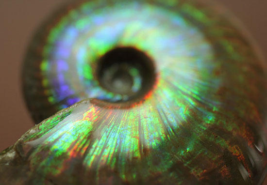 まごうことなき一級のイリデッセンス(iridescence)を呈する七色のマダガスカル産遊色アンモナイト(その15)