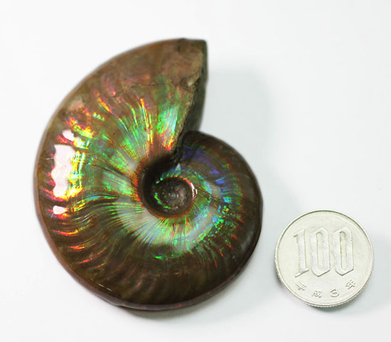 まごうことなき一級のイリデッセンス(iridescence)を呈する七色のマダガスカル産遊色アンモナイト(その16)