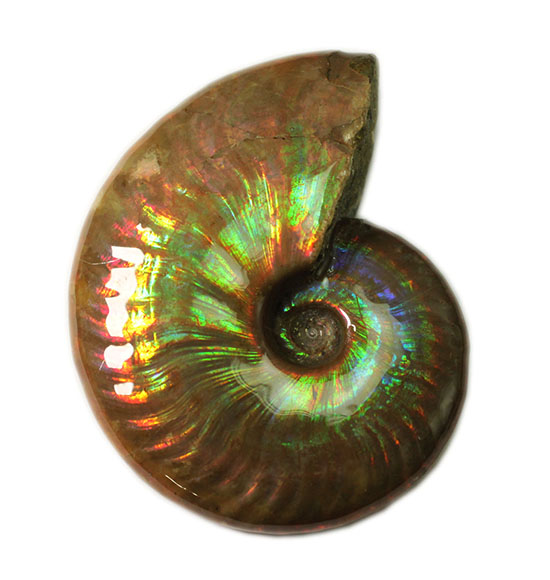 まごうことなき一級のイリデッセンス(iridescence)を呈する七色のマダガスカル産遊色アンモナイト(その2)