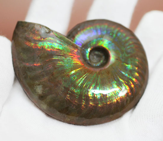 まごうことなき一級のイリデッセンス(iridescence)を呈する七色のマダガスカル産遊色アンモナイト(その3)