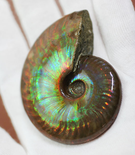 まごうことなき一級のイリデッセンス(iridescence)を呈する七色のマダガスカル産遊色アンモナイト(その4)
