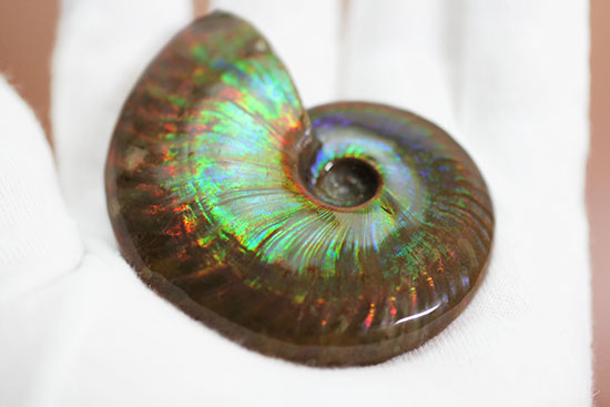 まごうことなき一級のイリデッセンス(iridescence)を呈する七色のマダガスカル産遊色アンモナイト(その5)