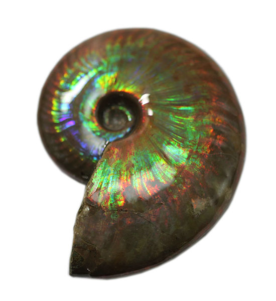 まごうことなき一級のイリデッセンス(iridescence)を呈する七色のマダガスカル産遊色アンモナイト(その6)