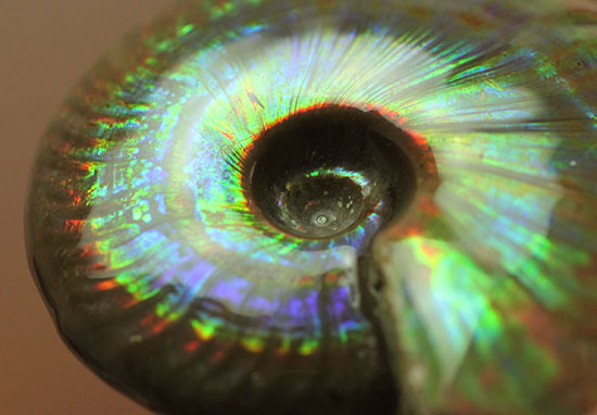 まごうことなき一級のイリデッセンス(iridescence)を呈する七色のマダガスカル産遊色アンモナイト(その7)