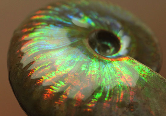まごうことなき一級のイリデッセンス(iridescence)を呈する七色のマダガスカル産遊色アンモナイト(その8)