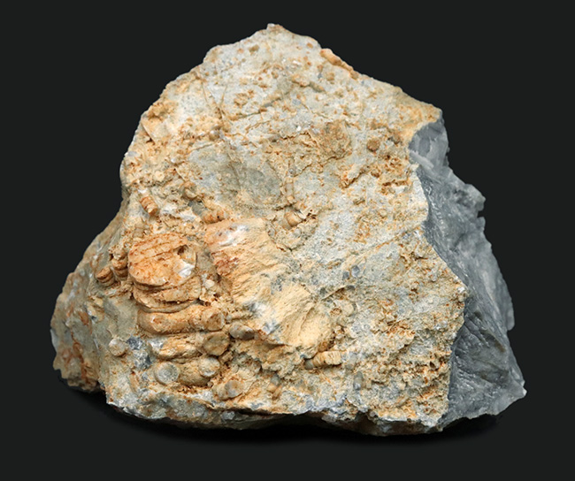 国産マニアックシリーズ！古生物学発祥の地とも言われる岐阜県金生山の石灰岩から採集されたウミユリの化石の岩体（その1）