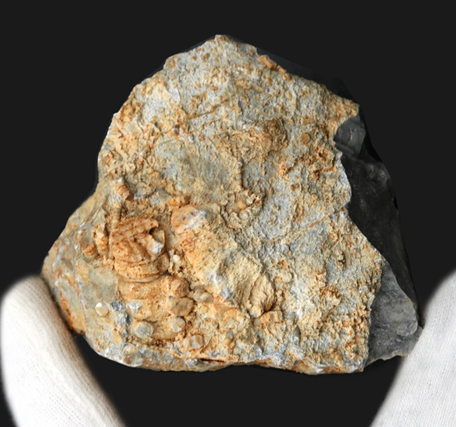 国産マニアックシリーズ!古生物学発祥の地とも言われる岐阜県金生山の石灰岩から採集されたウミユリの化石の岩体(その2)