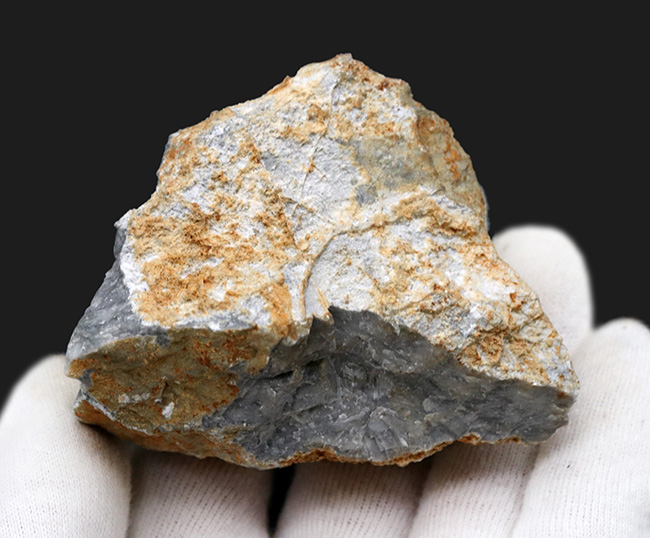 国産マニアックシリーズ！古生物学発祥の地とも言われる岐阜県金生山の石灰岩から採集されたウミユリの化石の岩体（その4）