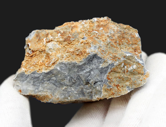 国産マニアックシリーズ！古生物学発祥の地とも言われる岐阜県金生山の石灰岩から採集されたウミユリの化石の岩体（その5）